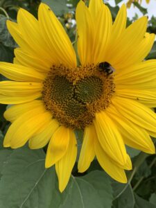 Sunflower Love & Friendship 